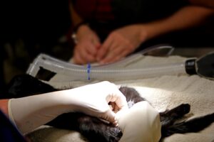 découvrez les études vétérinaires, un domaine passionnant dédié à la santé animale. explorez les programmes, les carrières et les compétences nécessaires pour devenir vétérinaire et contribuer au bien-être des animaux.