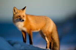 découvrez notre formation complète pour devenir un soignant d'animaux compétent. apprenez à prendre soin des animaux, à comprendre leur comportement et à assurer leur bien-être. rejoignez-nous pour une carrière enrichissante auprès de vos amis à quatre pattes.
