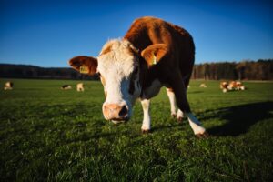 découvrez les prix du foie gras, un délice de la gastronomie française. comparez les différentes variétés et qualités pour faire le meilleur choix pour vos repas festifs. informations et conseils pour un achat en toute confiance.