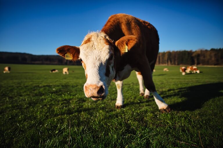 découvrez les prix du foie gras, un délice de la gastronomie française. comparez les différentes variétés et qualités pour faire le meilleur choix pour vos repas festifs. informations et conseils pour un achat en toute confiance.