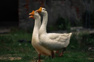 découvrez l'art du foie gras, un délice gastronomique emblématique, apprécié pour sa texture onctueuse et son goût raffiné. apprenez à le savourer, à le cuisiner ou à l'offrir en cadeau, et plongez dans l'univers de cette spécialité française incontournable.
