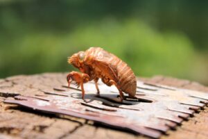 découvrez des solutions efficaces pour l'extermination des cafards. protégez votre maison grâce à nos méthodes professionnelles et durables. ne laissez plus ces nuisibles envahir votre espace !