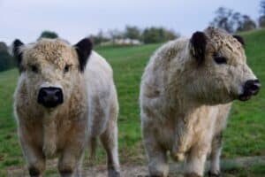 découvrez l'univers adorable des vaches duveteuses, leur charme irrésistible et leur mode de vie paisible. plongez dans ce monde fascinant où la douceur et la nature se rencontrent.