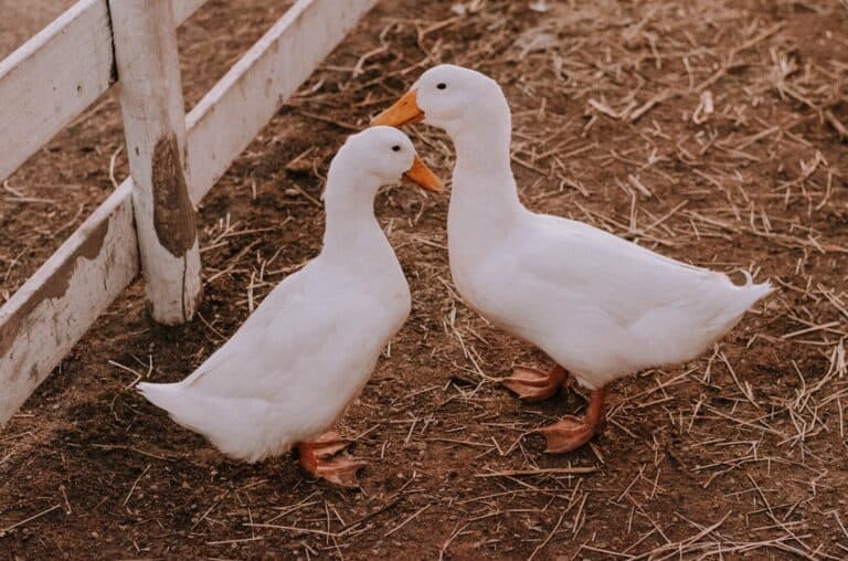 découvrez l'art du foie gras, une délicatesse française emblématique. apprenez tout sur les différentes préparations, recettes, et accords mets-vins pour apprécier pleinement ce mets raffiné.