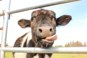 découvrez la race holstein, célèbre pour sa haute production laitière et son pelage noir et blanc. apprenez-en davantage sur ses caractéristiques, son élevage et son impact dans l'industrie laitière.