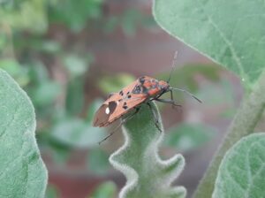 découvrez nos solutions efficaces pour le contrôle des insectes, garantissant un environnement sain et protégé. profitez de méthodes écologiques et professionnelles pour éliminer les nuisibles tout en préservant votre espace de vie.