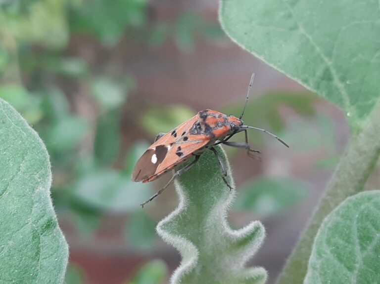 découvrez nos solutions efficaces pour le contrôle des insectes, garantissant un environnement sain et protégé. profitez de méthodes écologiques et professionnelles pour éliminer les nuisibles tout en préservant votre espace de vie.