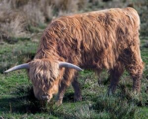 découvrez les célèbres bovins des highlands écossais, avec leur allure majestueuse, leur pelage rustique et leur personnalité unique. explorez l'élevage, les soins et l'importance culturelle de ces animaux emblématiques des paysages écossais.