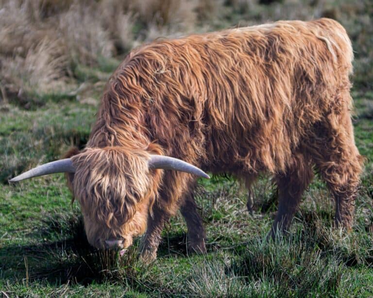 découvrez les célèbres bovins des highlands écossais, avec leur allure majestueuse, leur pelage rustique et leur personnalité unique. explorez l'élevage, les soins et l'importance culturelle de ces animaux emblématiques des paysages écossais.