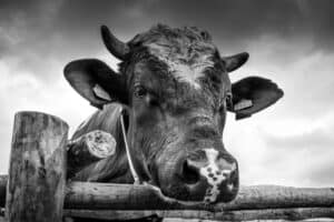 découvrez tout sur les bovins laitiers : races, élevage, alimentation, santé et production de lait. conseils et informations pratiques pour optimiser l’élevage et la rentabilité de votre troupeau laitier.