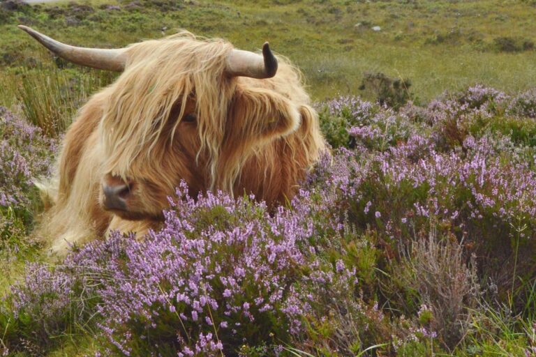 découvrez tout sur la highland cow, une race de vache écossaise réputée pour sa longue toison et son tempérament doux. informations, origines et conseils d’élevage.