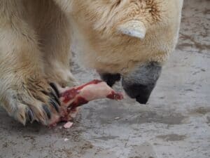 découvrez les pratiques d'abattage, explorant les méthodes et réglementations en matière de bien-être animal, d'hygiène et de sécurité alimentaire. informez-vous sur les enjeux éthiques et les innovations dans le secteur.