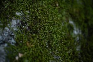 découvrez le gazon synthétique, une alternative pratique et esthétique au gazon naturel, idéale pour jardins, terrasses et terrains de sport. facile à entretenir, il reste vert toute l'année !