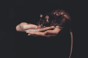 découvrez nos solutions efficaces pour le contrôle des rongeurs : conseils de prévention, méthodes de lutte et services professionnels pour protéger votre maison ou votre entreprise contre les infestations de rats et souris.
