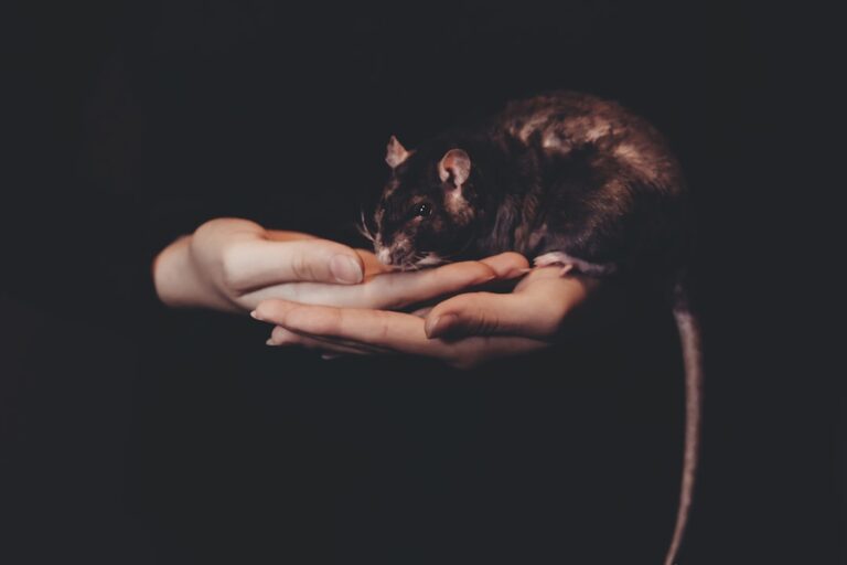 découvrez nos solutions efficaces pour le contrôle des rongeurs : conseils de prévention, méthodes de lutte et services professionnels pour protéger votre maison ou votre entreprise contre les infestations de rats et souris.