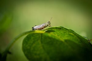 découvrez tout ce qu'il faut savoir sur le coût de la lutte antiparasitaire, y compris les facteurs influençant les prix, les types de traitements disponibles et des conseils pour choisir le bon professionnel.