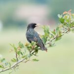 découvrez tout sur les étourneaux : leur habitat, comportement et rôle dans l'écosystème. informations pratiques et curiosités sur ces oiseaux fascinants.