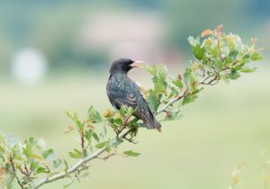 découvrez tout sur les étourneaux : leur habitat, comportement et rôle dans l'écosystème. informations pratiques et curiosités sur ces oiseaux fascinants.