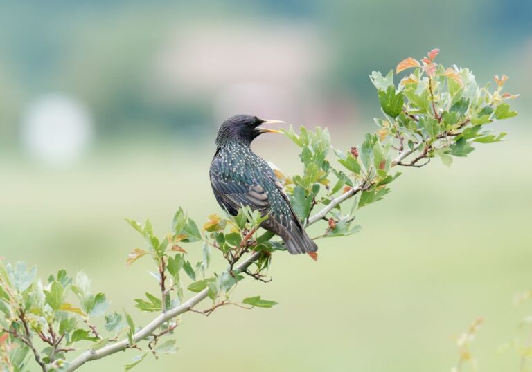 découvrez tout sur les étourneaux : leur habitat, comportement et rôle dans l'écosystème. informations pratiques et curiosités sur ces oiseaux fascinants.